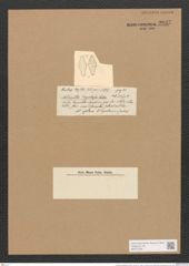 Achnanthes kerguelensis Castrac. (de-Toni-Nr.: Genus 43, Species 1937) Zeichnungen Sammlung Grunow Nr. 3837 (NHMW-BOT-W0371528)